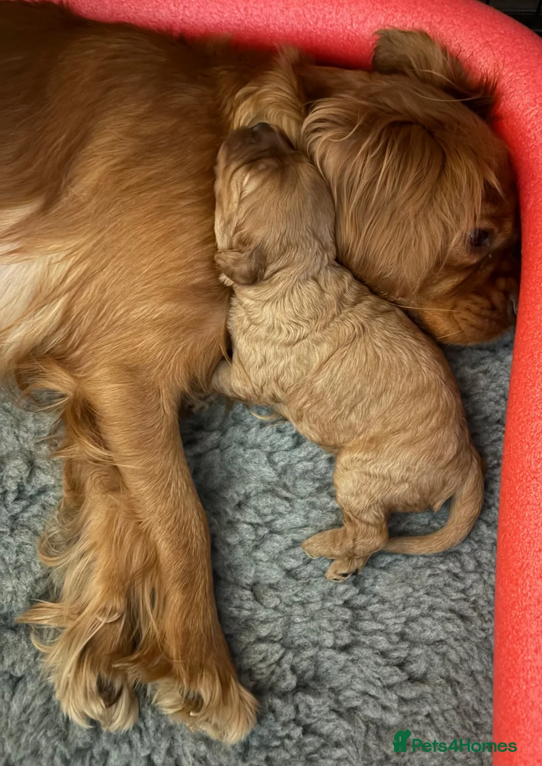 Cavapoo dogs for sale: Beautiful F1 Cavapoo’s - Advert 9