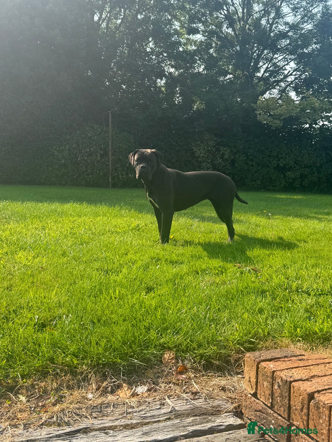 Cane Corso dogs for sale: Cane corso Female  - Advert 4