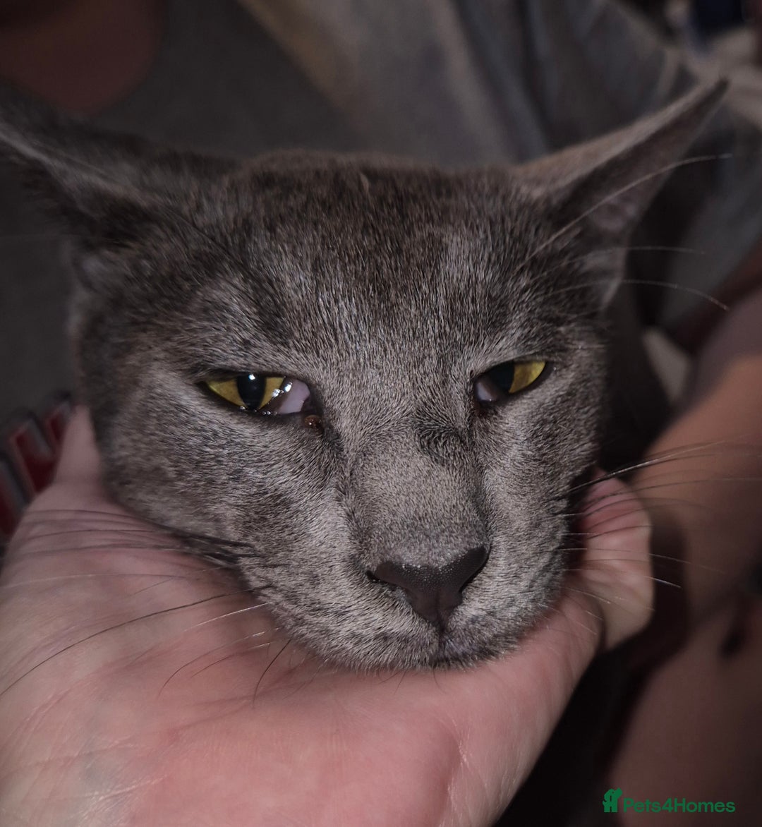 Oriental cats for sale: Beautiful blue/gray oriental kittens - Advert 3