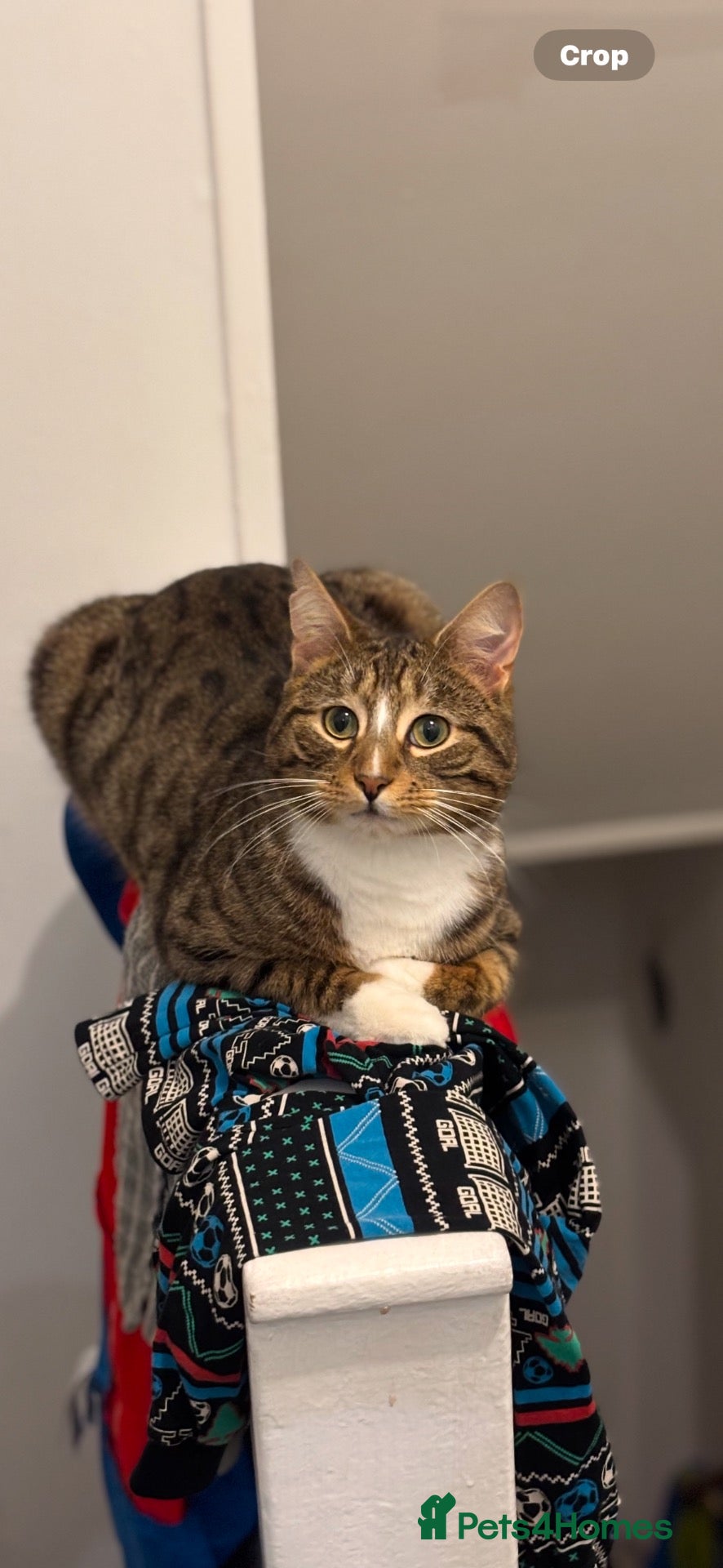 Domestic Shorthair cats for sale: 3 year old outdoor tabby looking for new home   - Advert 15