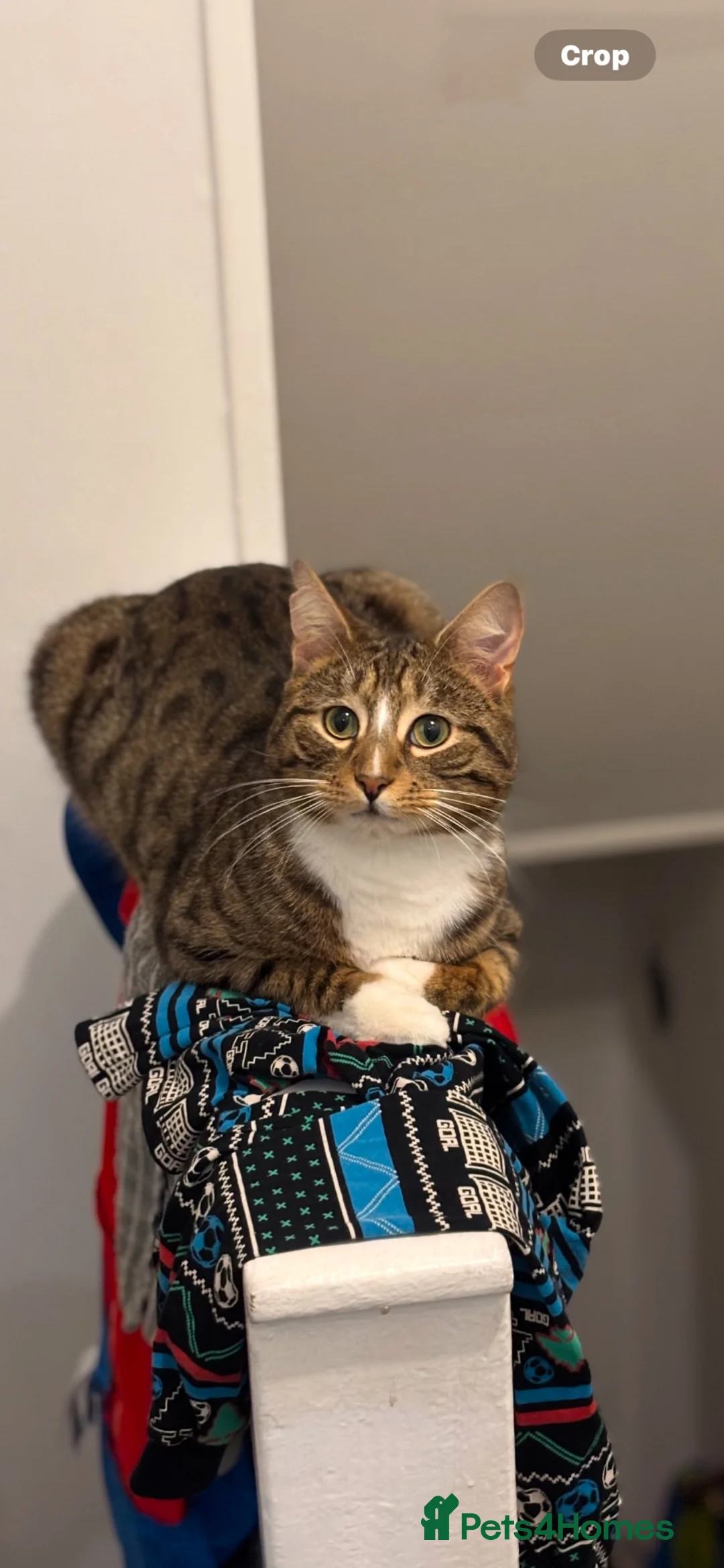 Domestic Shorthair cats for sale: 3 year old outdoor tabby looking for new home   in Lanark - Advert 1
