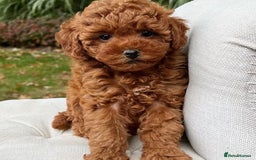 Toy Poodle dogs for sale: 💫🔥🦴F1 Toy Poodle puppies💥💤  - Image 5