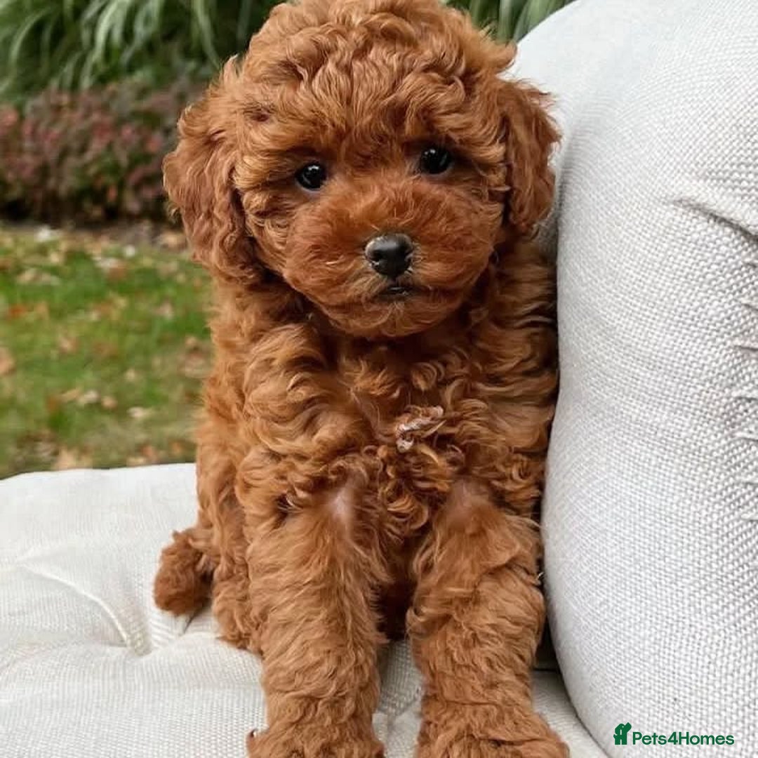 Toy Poodle dogs for sale: 💫🔥🦴F1 Toy Poodle puppies💥💤  - Image 5