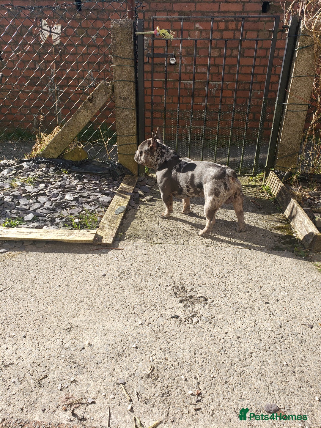 French Bulldog dogs for stud: Blue fawn white mariel  - Image 5