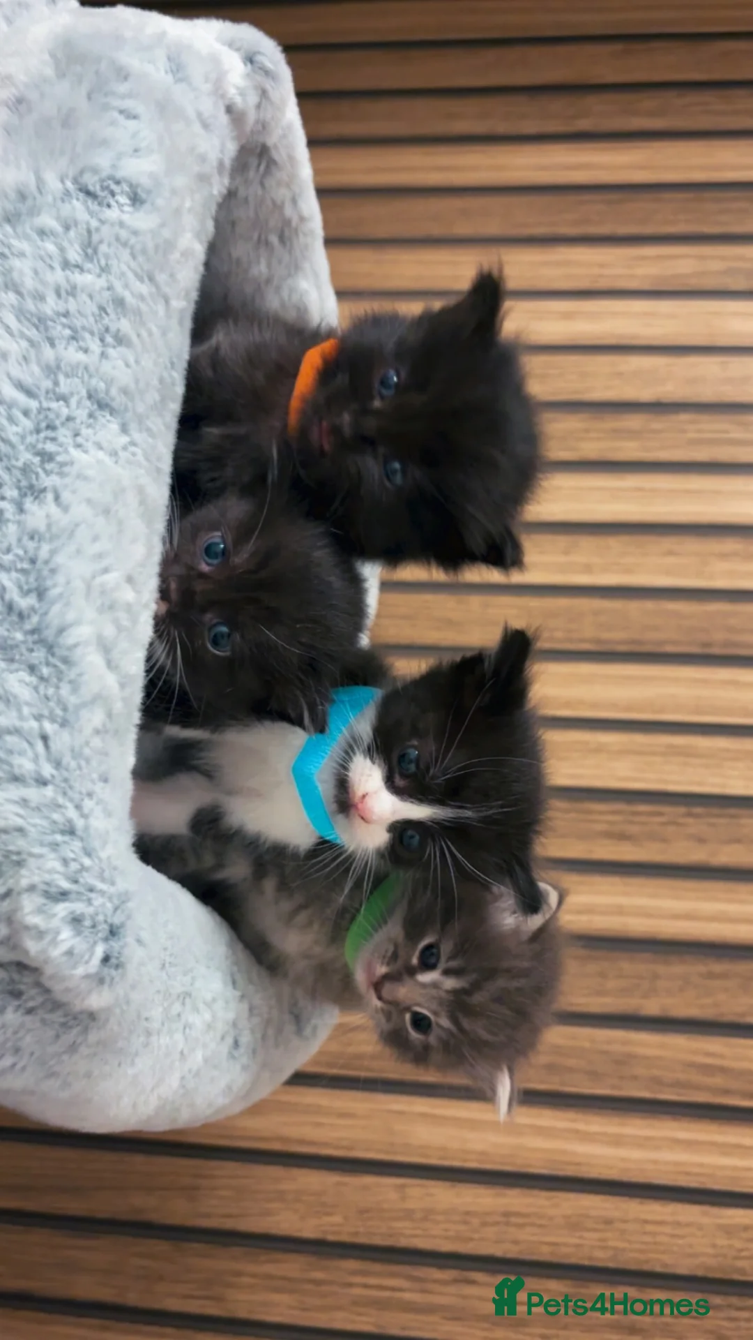 Ragdoll cats for sale: Half ragdoll kittens in Dundee - Advert 1