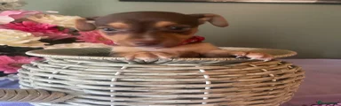 Jack Russell 1