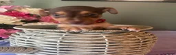 Jack Russell dogs for sale: Wenlock Jack Russells  - Advert 2