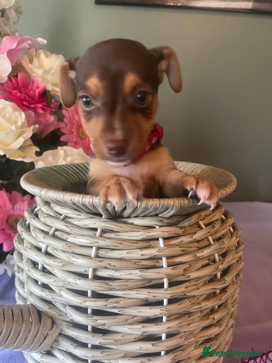 Jack Russell dogs for sale: Wenlock Jack Russells  - Advert 2