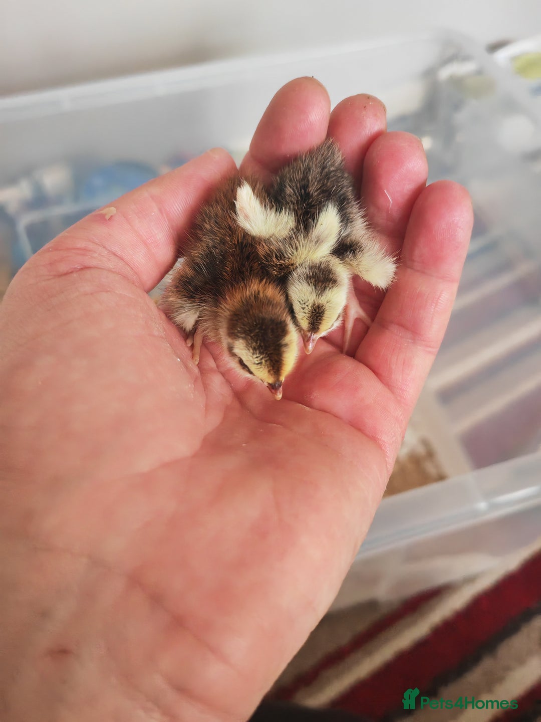 Chickens poultry for sale: USA silkie, jumbo coturnix, celadon quails - Image 5
