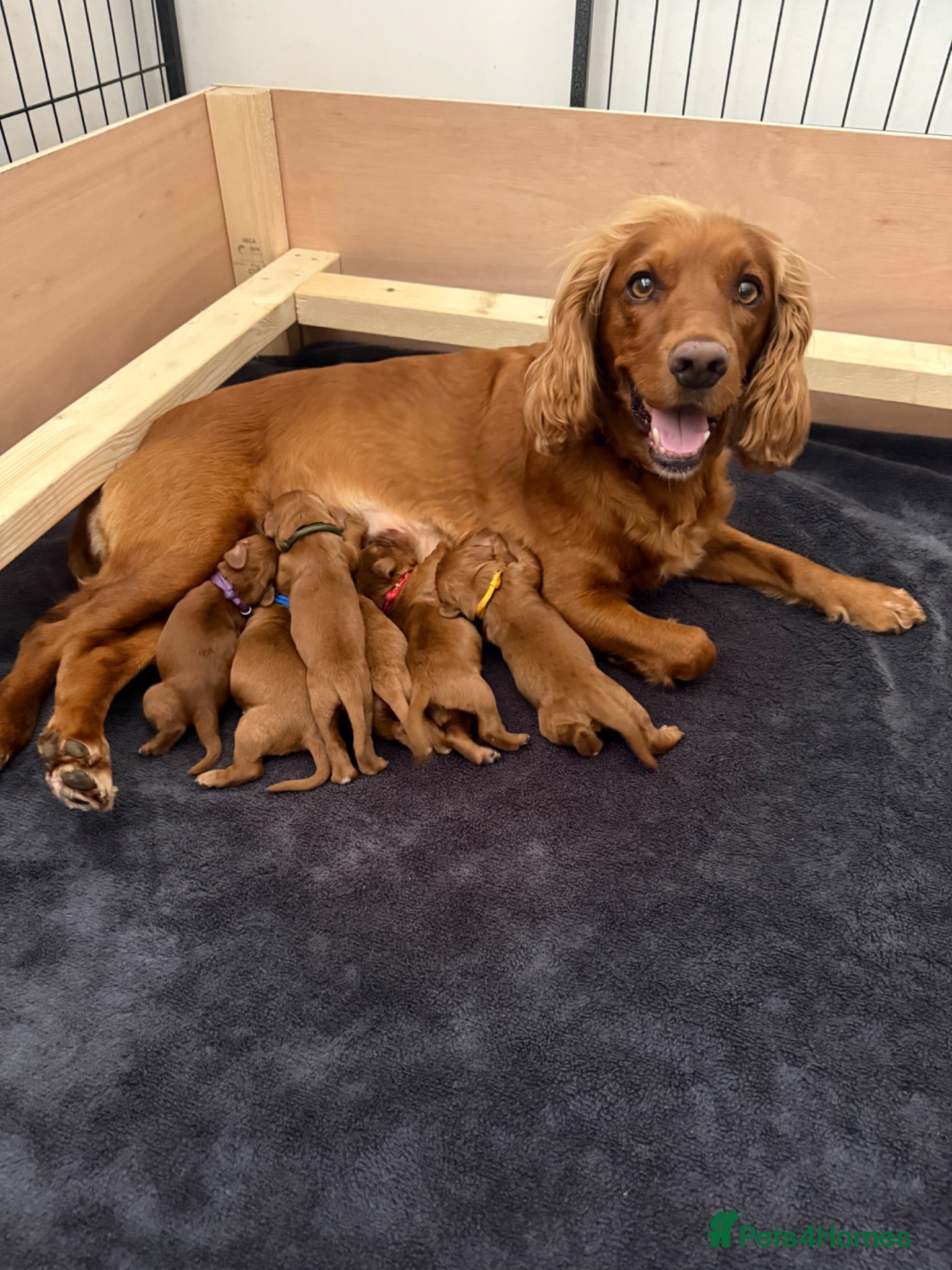 Cocker Spaniel dogs Red KC Registered Working Cocker Spaniel - Advert 1