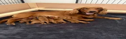Cocker Spaniel dogs for sale: Red KC Registered Working Cocker Spaniel in Nottingham - Advert 1