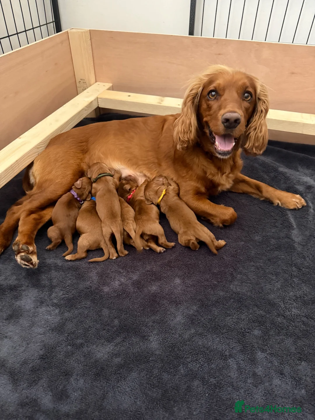 Cocker Spaniel dogs for sale: Red KC Registered Working Cocker Spaniel in Nottingham - Advert 1