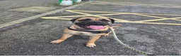 Bullmastiff dogs for sale: Female Bullmastiff  - Advert 4