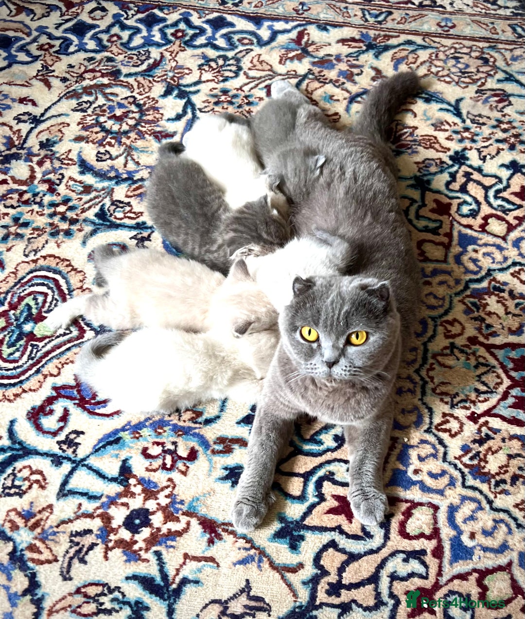 Scottish Fold cats for sale: Kittens for sale  - Image 10