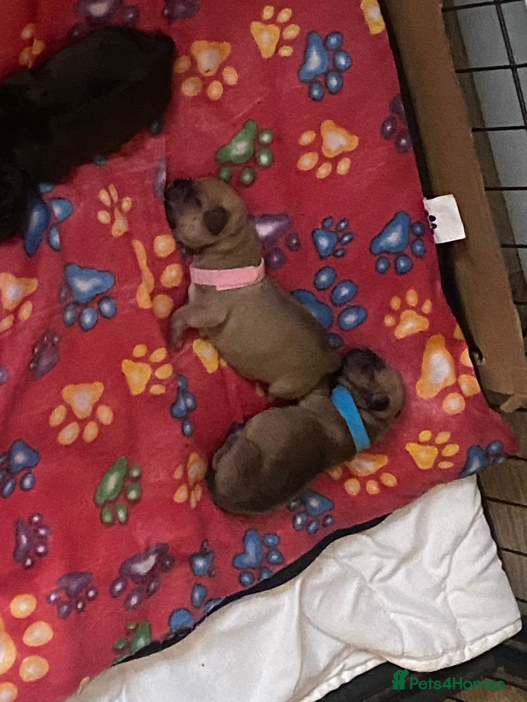 Jug dogs for sale: Jug pups  - Advert 4