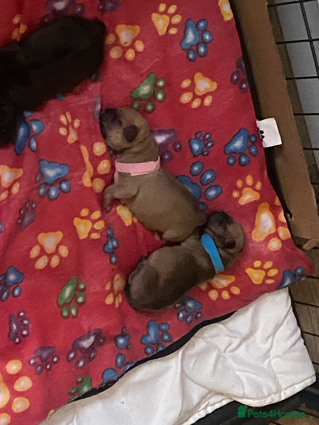 Jug dogs for sale: Jug pups  - Advert 9