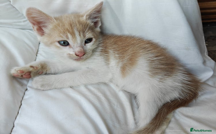 Mixed Breed cats - Advert 4