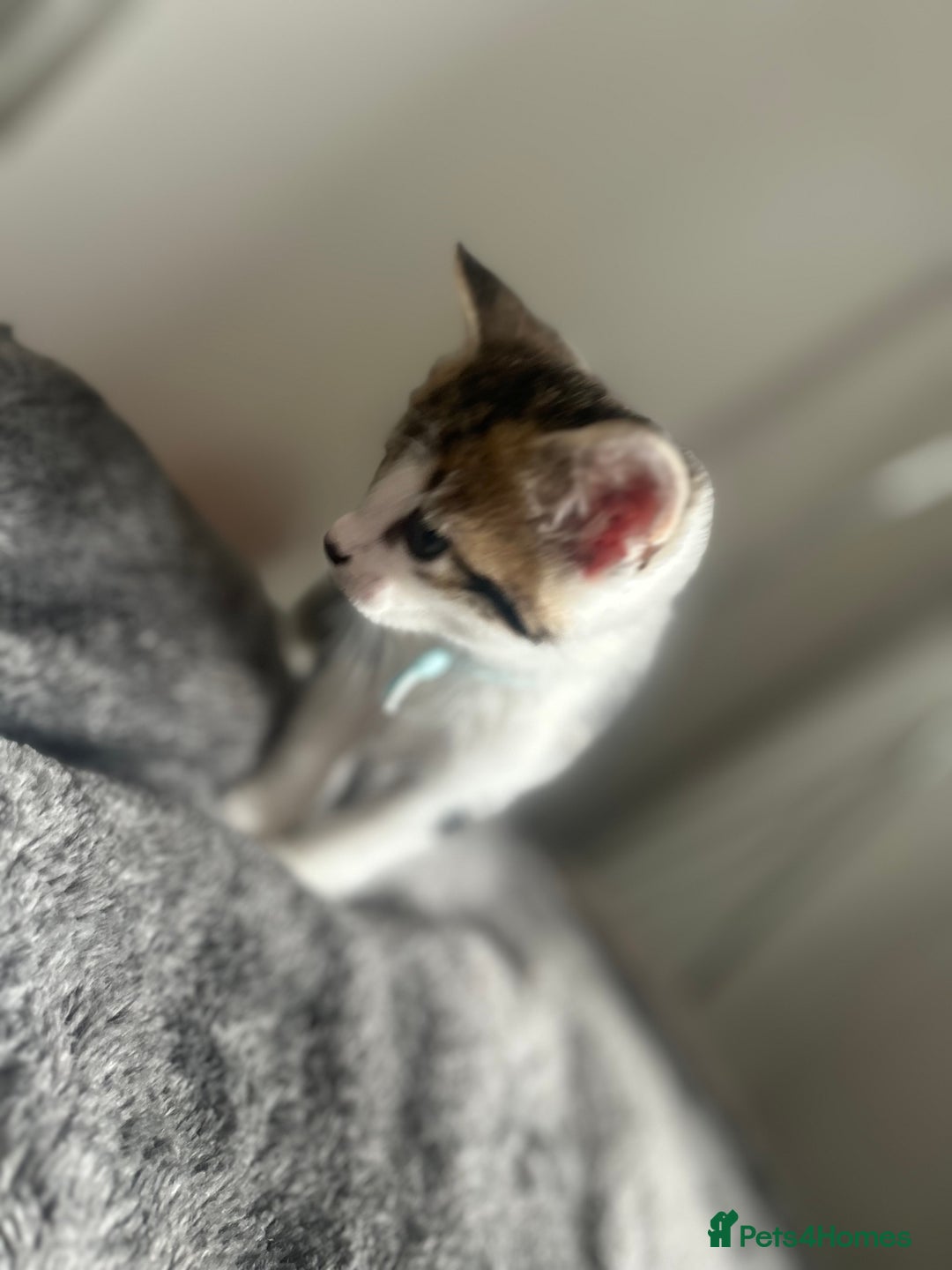 Mixed Breed cats for sale: 2 boy kitten left for sale  - Image 3