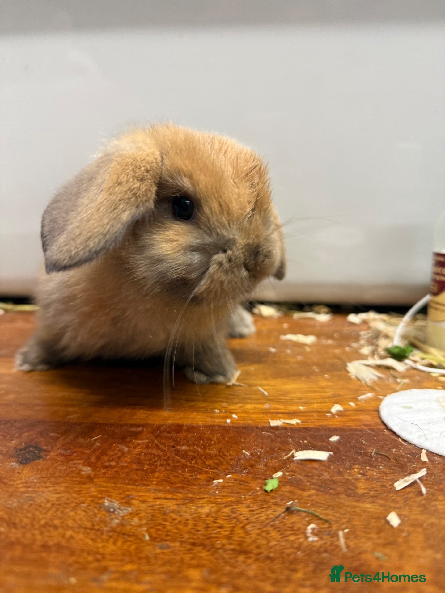 Mini Lop rabbits Gorgeous baby mini lops ready to leave  - Advert 15