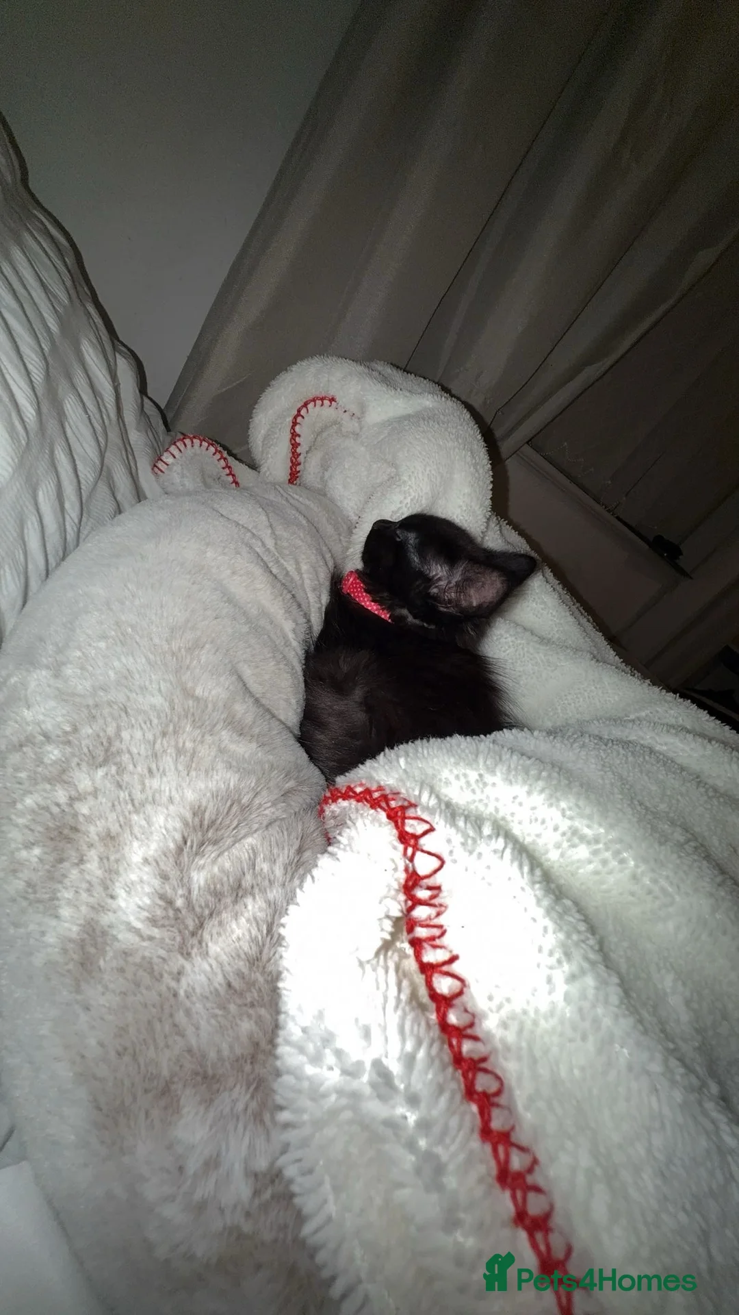 Mixed Breed cats for sale: Black kitten (8weeks)  - Advert 2