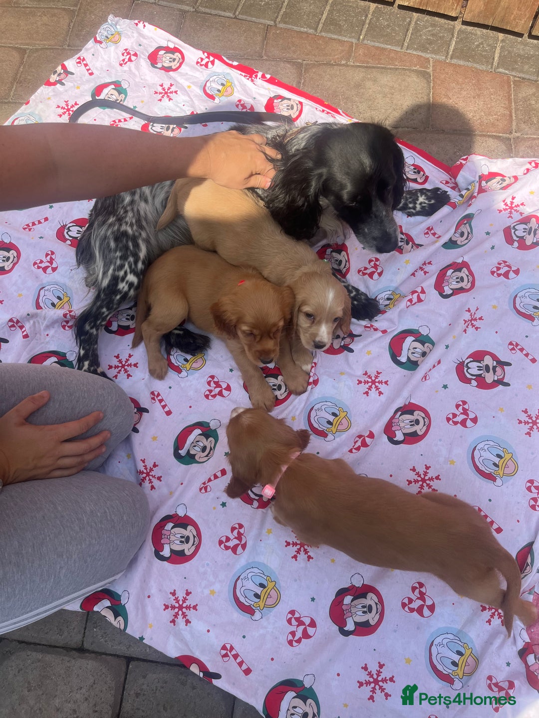Cocker Spaniel dogs for sale: Beautiful cocker spaniel puppies  - Image 19