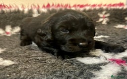 Goldador dogs for sale: 10x Family reared gorgeous Goldador Puppies - Image 9