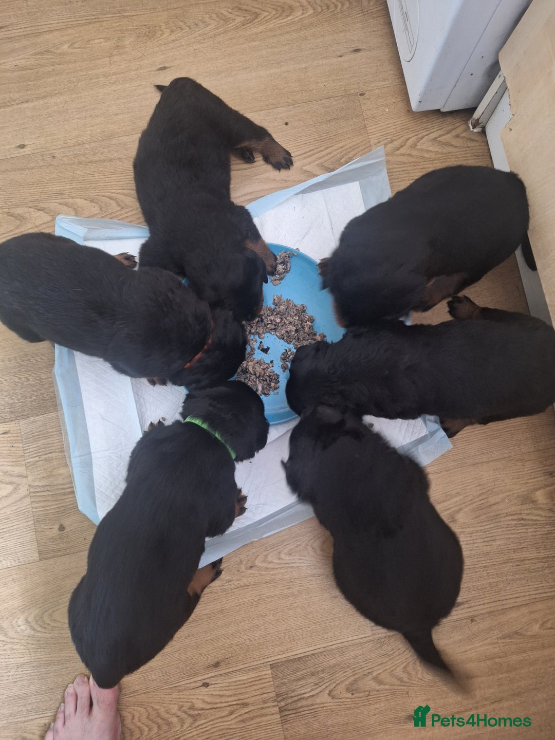 Rottweiler dogs for stud: Kc registered proven big rottweiler stud in Aylesbury - Advert 17