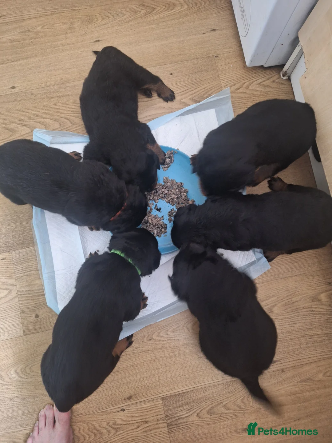 Rottweiler dogs for stud: Kc registered proven big rottweiler stud in Aylesbury - Advert 17