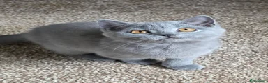 British Shorthair 6