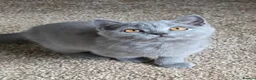 British Shorthair cats for sale: Beautiful BSH Kittens - Advert 5