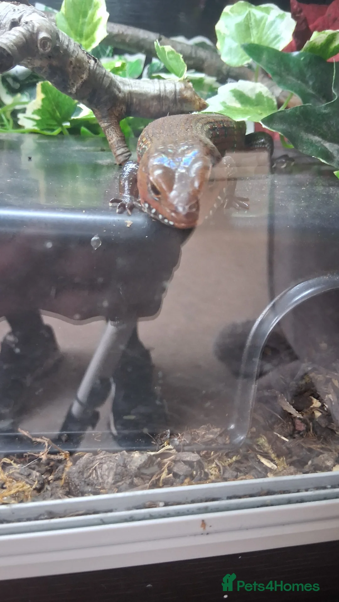 Skink reptiles for sale: African fire skink - Advert 3