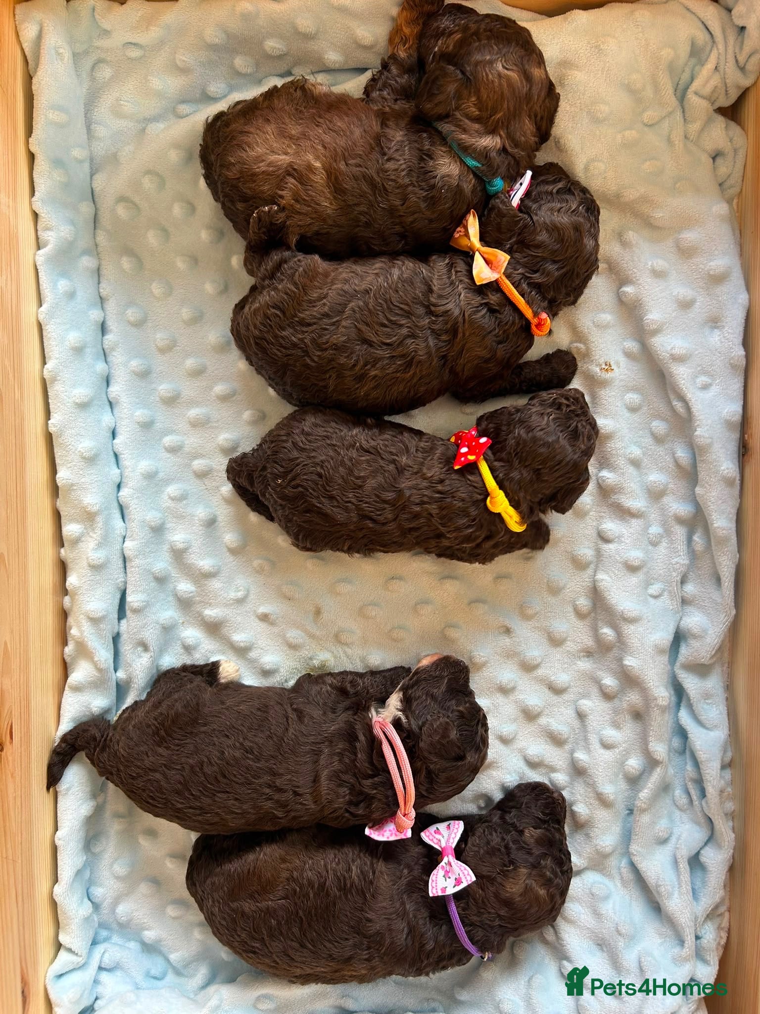 Toy Poodle dogs Chocolate Toy Poodle  - Advert 2