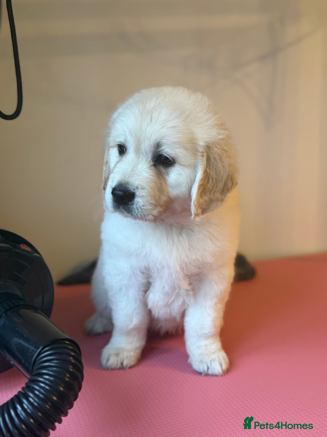 Golden Retriever dogs for sale:  FULLY HEALTH TESTED PARENTS - Advert 4