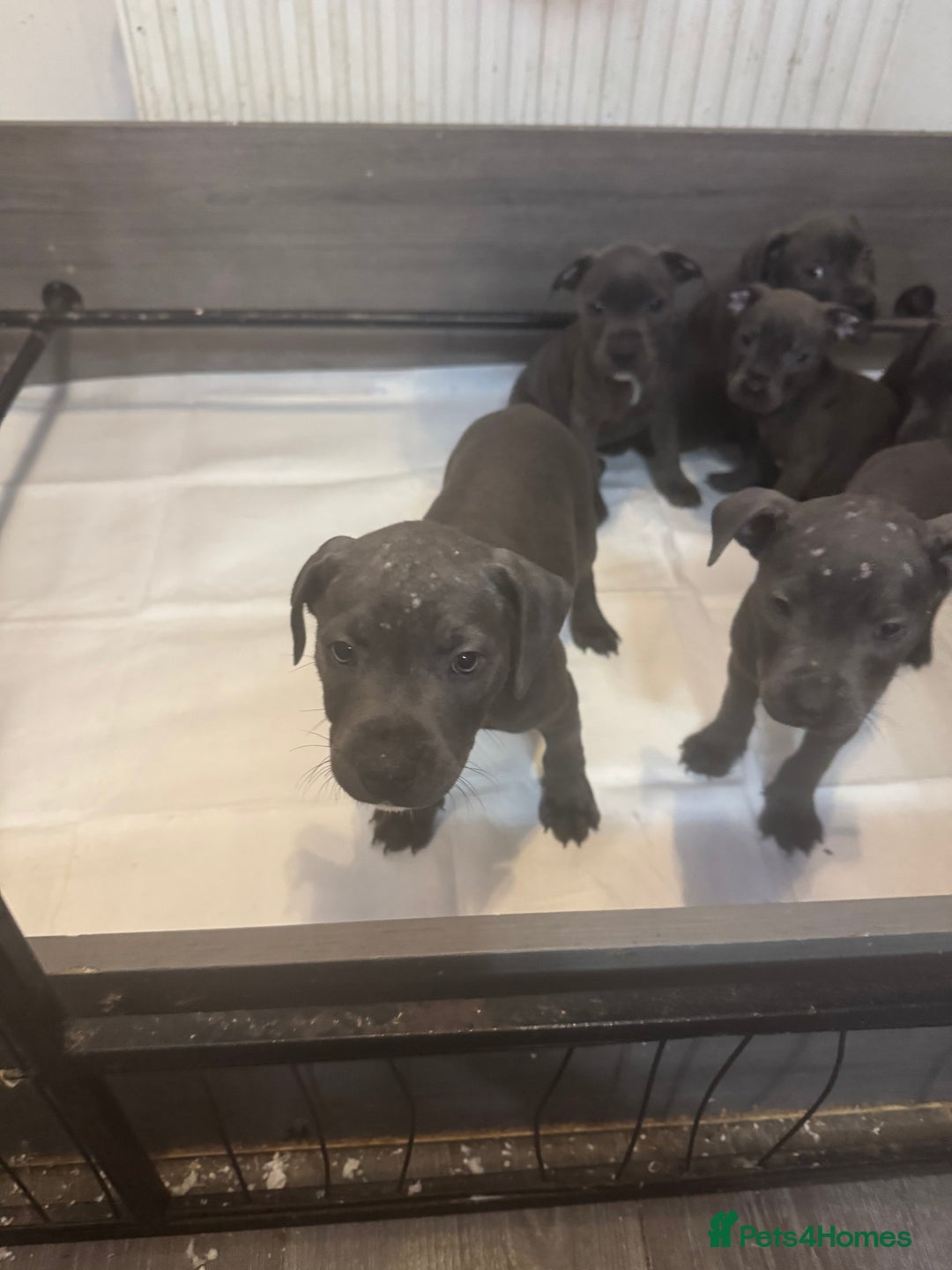 Staffordshire Bull Terrier dogs for sale: 5 boys and 2 girl KC reg staff puppy for sale  - Advert 5
