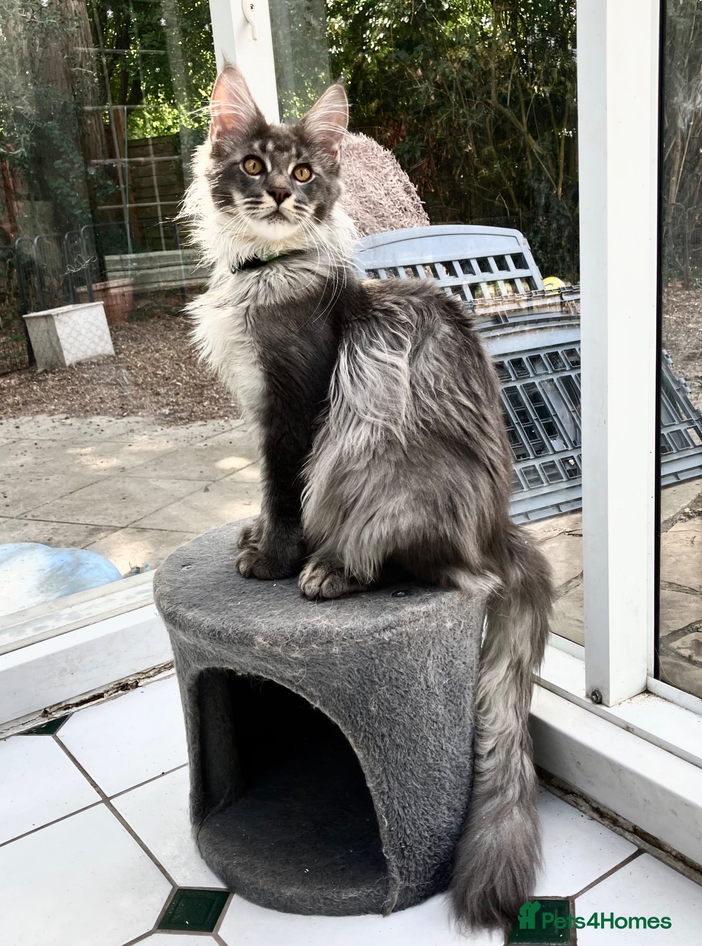 Maine Coon cats POLYDACTYL MAINE COON KITTENS - Advert 2