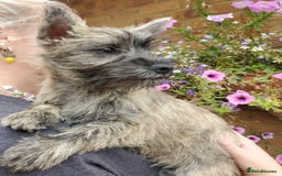 Cairn Terrier dogs for sale: Brother & Sister Looking for Loving Homes - Image 10