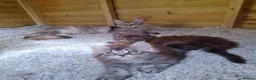 Maine Coon cats for sale: Pure Tica active Main Coon kittens - Advert 5