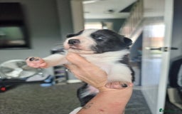 Border Collie dogs for sale: Border collie pups available  - Image 5