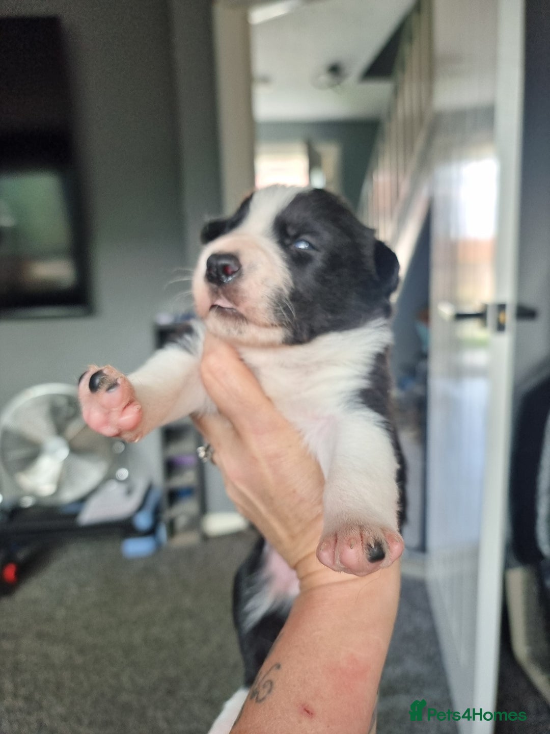 Border Collie dogs for sale: Border collie pups available  - Image 5