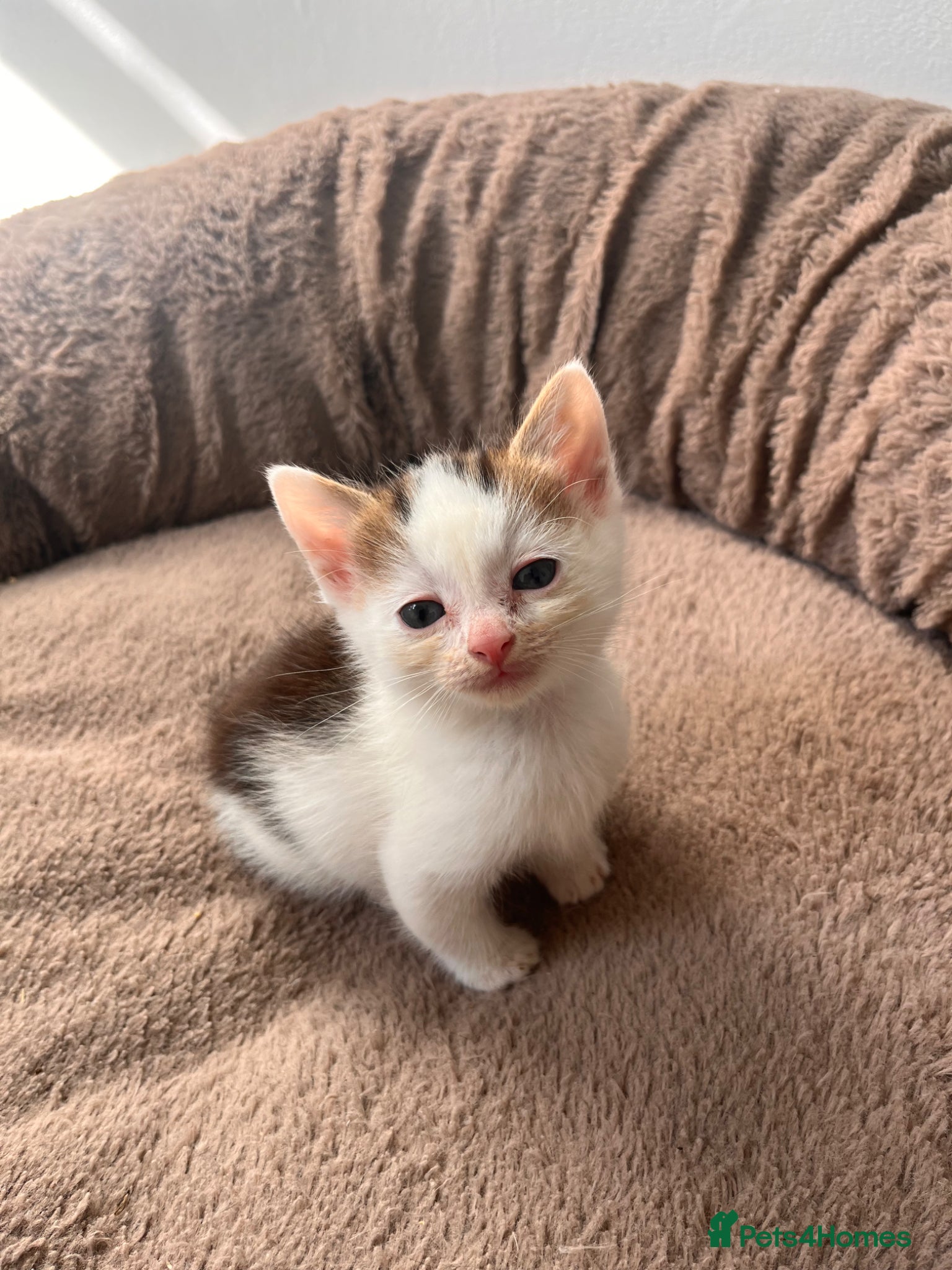 Mixed Breed cats Last beautiful part maincoon kitten - Advert 2