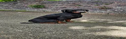 Dobermann dogs for sale: KC Doberman Male - Advert 2