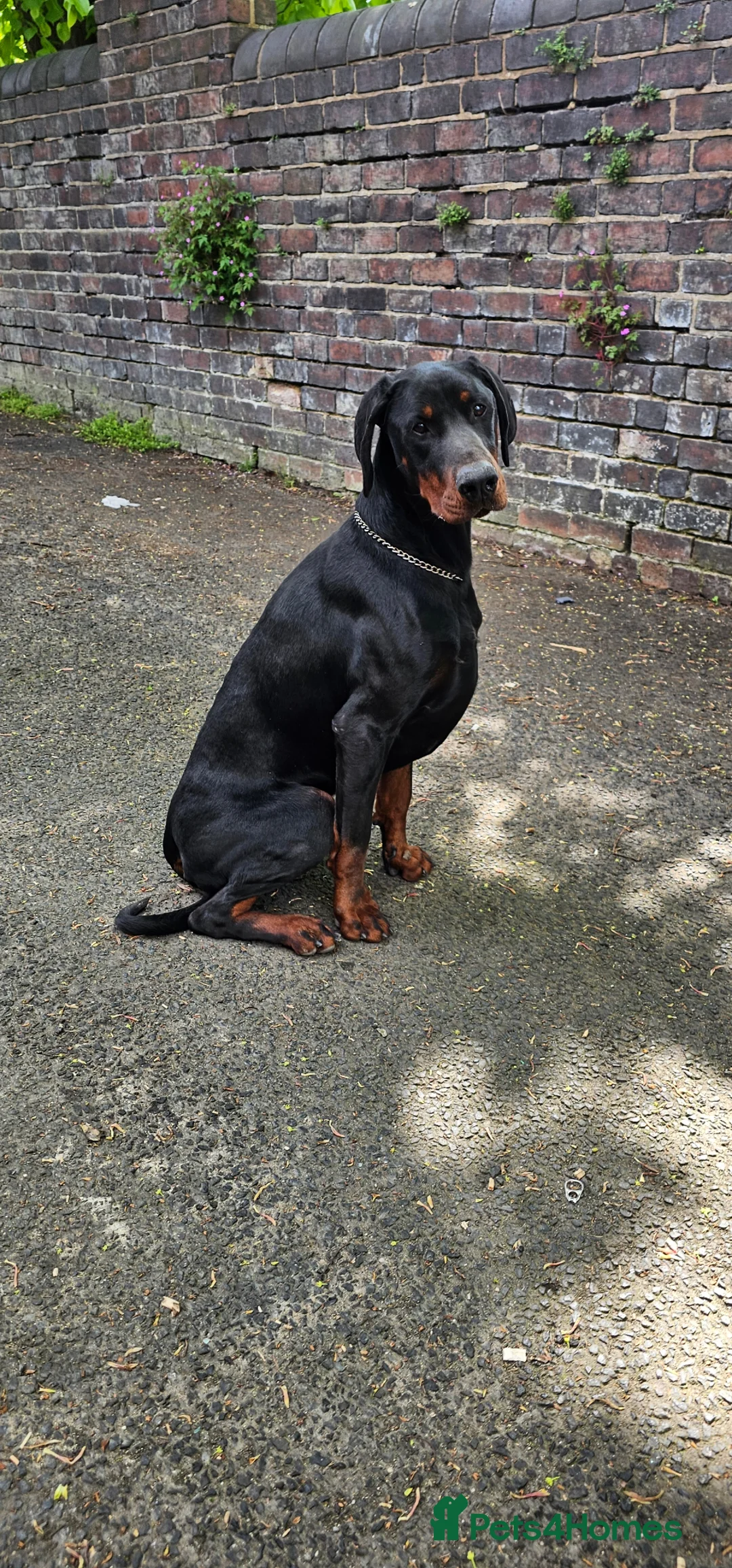 Dobermann dogs for sale: KC Doberman Male - Advert 2