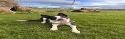 Border Collie dogs for sale: New Home needed ASAP - Advert 4