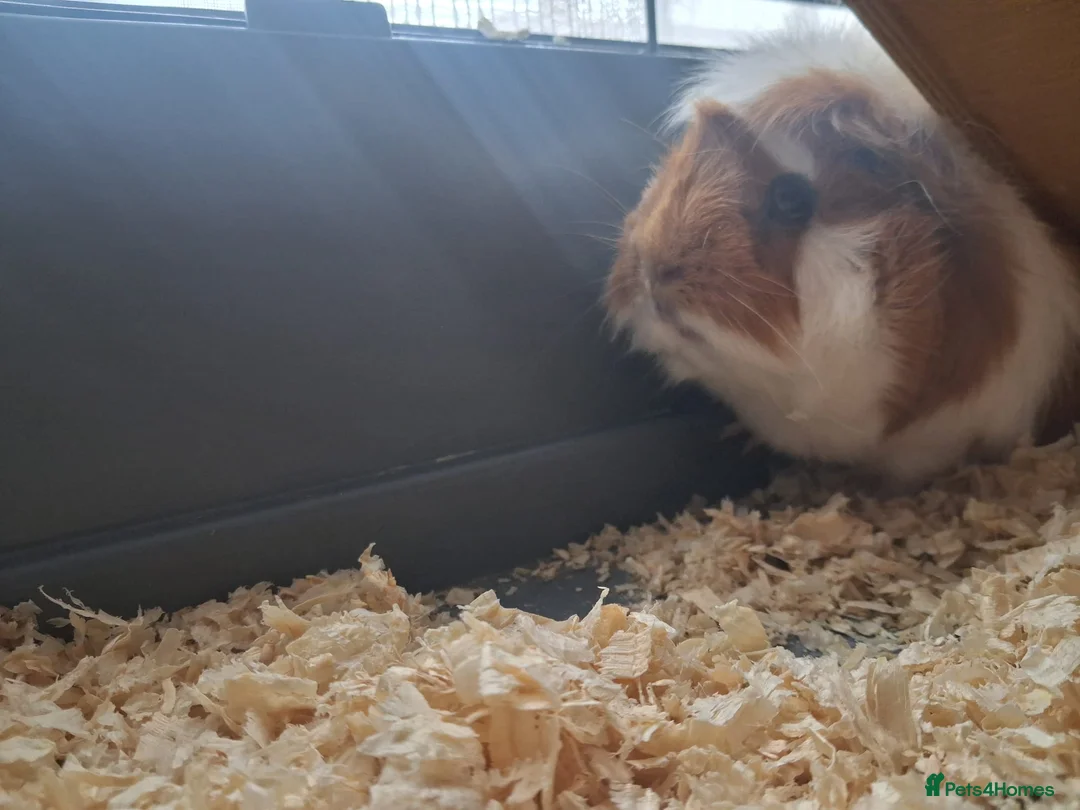 Guinea Pig rodents for sale: 2 female guinea pigs with 2 tier cage and stand  in Glasgow - Advert 4