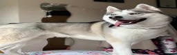 Siberian Husky dogs for stud: Proven Siberian Husky Stud - Advert 6