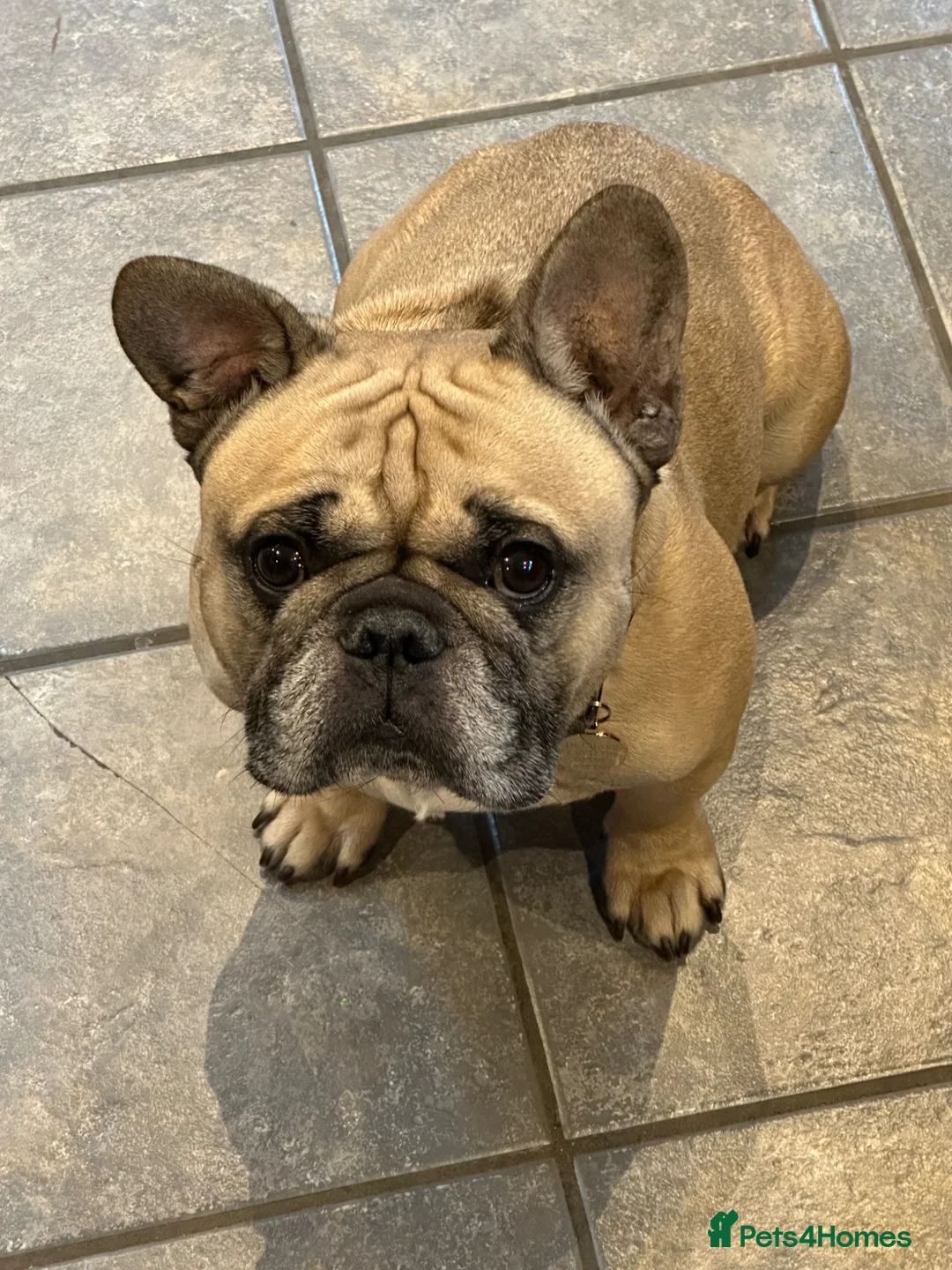 French Bulldog dogs for sale: Rolo is looking for a new home! - Advert 6
