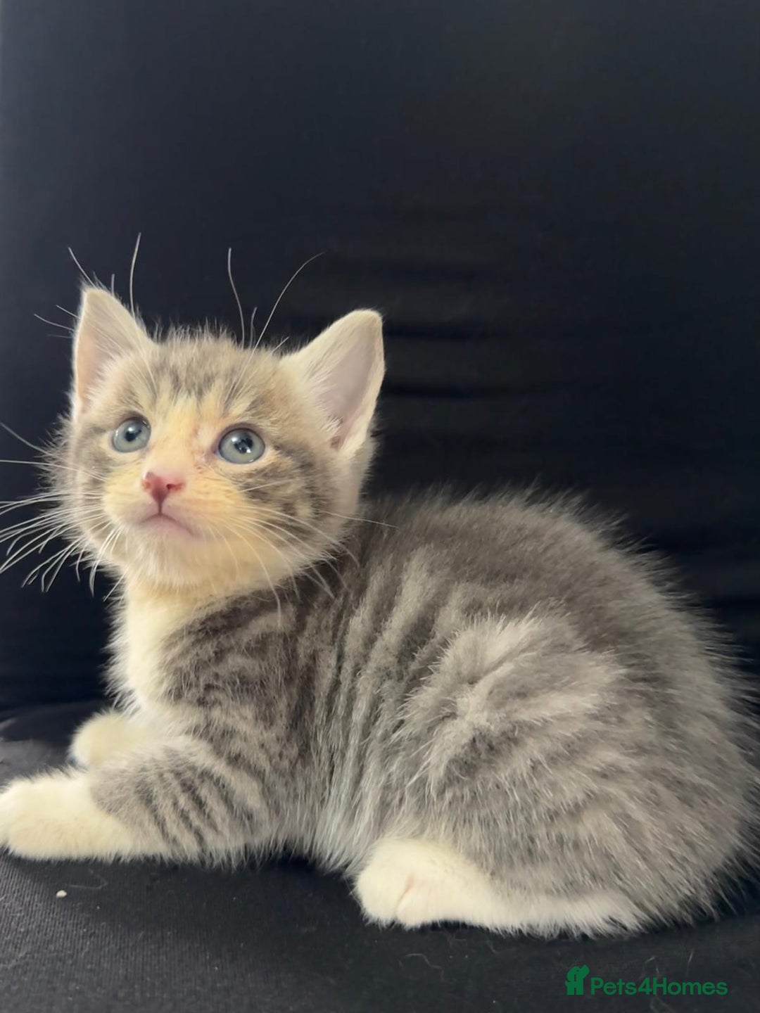 Mixed Breed cats for sale: Beautiful kittens  - Image 4