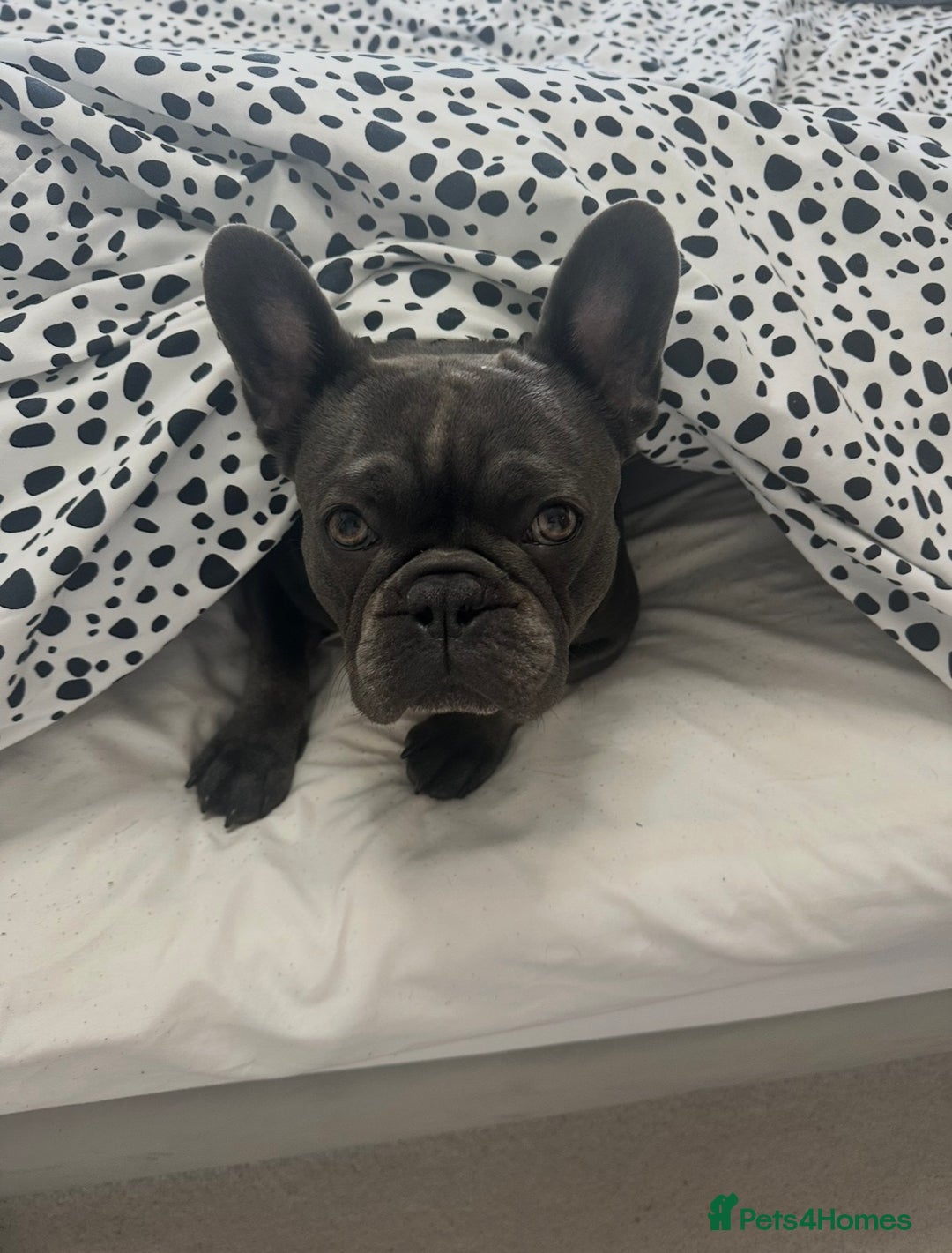 French Bulldog dogs for sale: French bulldog 3 years old - Advert 2