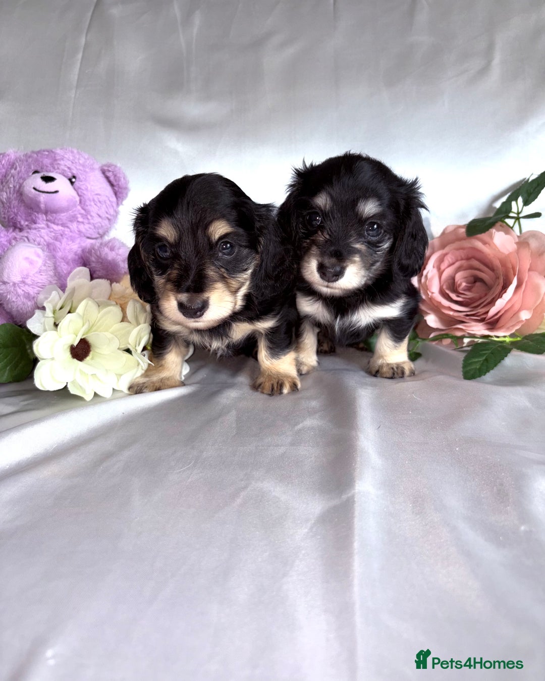 Miniature Dachshund dogs for sale: EXTREMELY FLUFFY Longhaired Miniature Dachshunds  - Image 2
