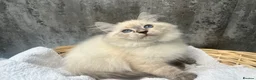 Siberian cats for sale: 💙💙Stunning GCCF Reg Siberian Babies💙💙 - Advert 9